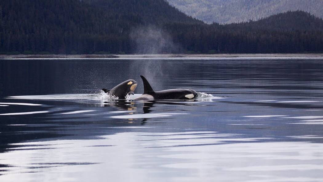 PREDATORS: Six killer whales were hunting three humpback whales off the coast near South West Rocks.