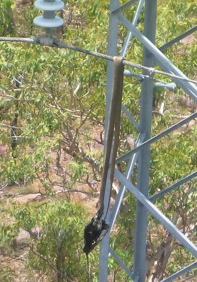 POWER HUNGRY: The hungry olive python with a magpie goose in its mouth on electrical power lines  in the Top End. Picture: Supplied.