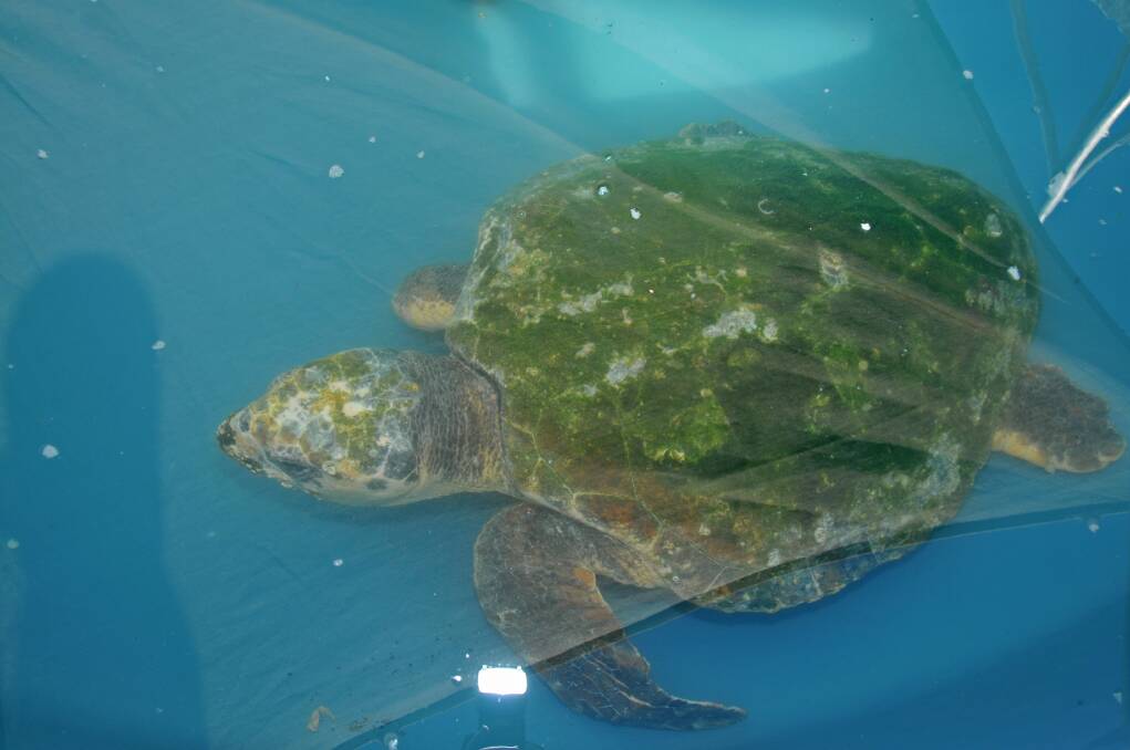 CARNIVOROUS TURTLE: Greg said loggerhead turtles 'can become curious, and have been known to bite divers on occasion'.