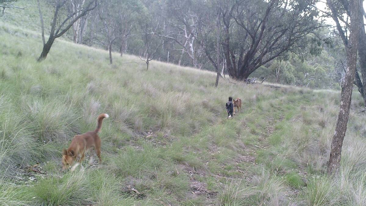 Wild dogs caught on camera in the eastern fall district at the headwaters of the Hunter River.