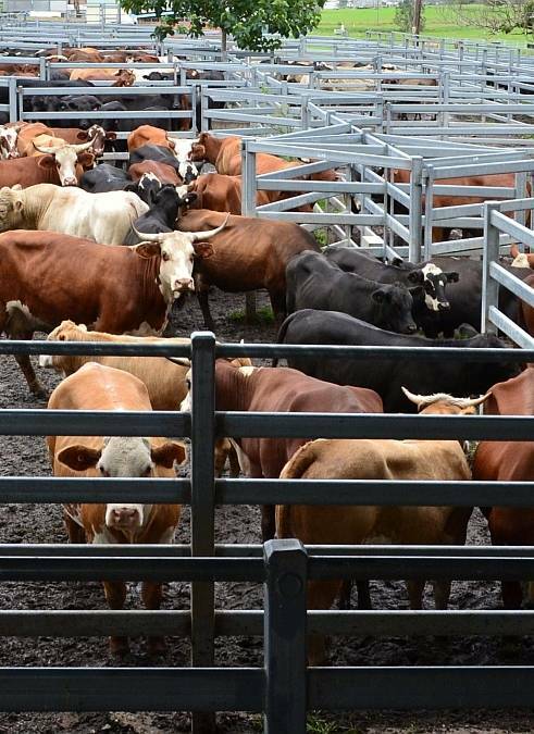 Record steer calf prices at Kempsey