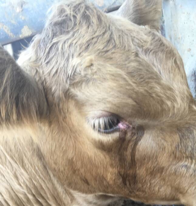 Cattle producers are being warning about increased incidents of Pinkeye 