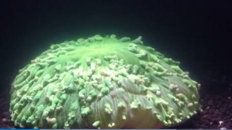 Watch a coral bleaching | Video