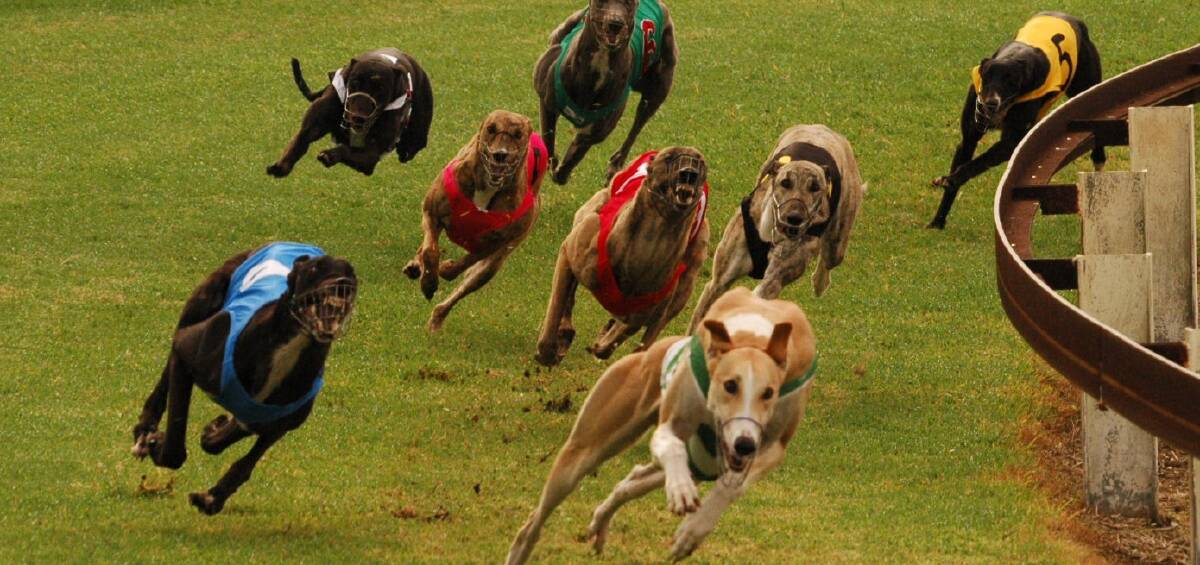 Grey day for hounds: Despite a concentrated industry push, greyhound racing will be banned from July 1 2017. 