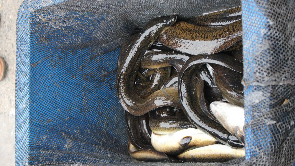 Exploring effective eel exports to China