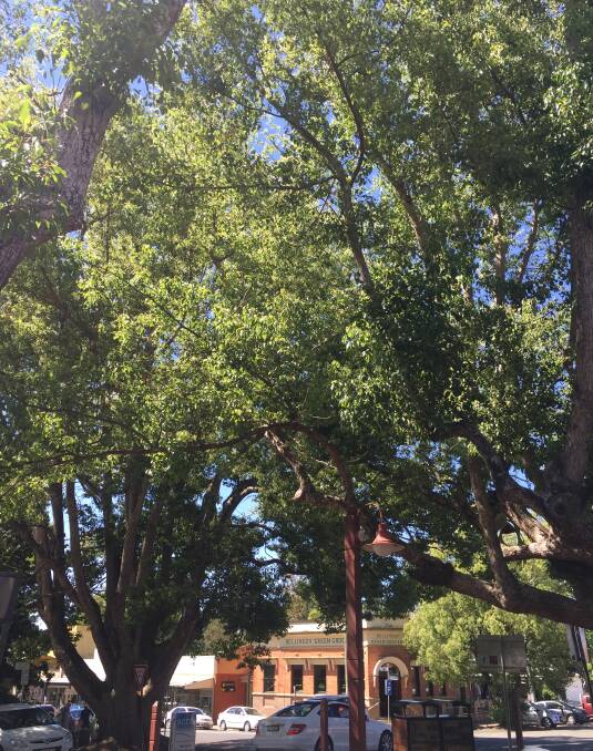 A legacy worth keeping? Church Street trees