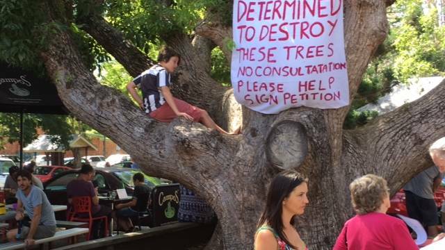 Letters-to-the-Editor: The tree backlash