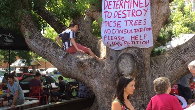 A way can contact council regarding the removal of camphor laurel trees in Church Street.