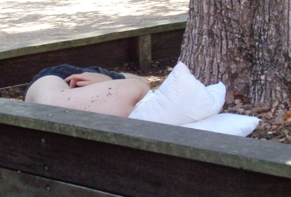 Taken on 1 January, 2017: If the Church Street camphor laurel trees are cut down, where would this guy sleep? Image: Dawn Lewis.