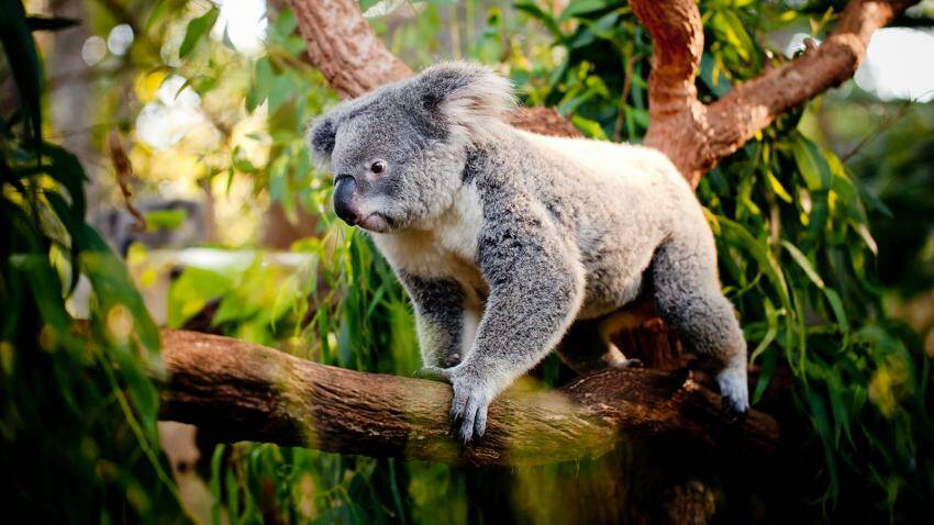 NEFA calls for “koala homes not logging zones”