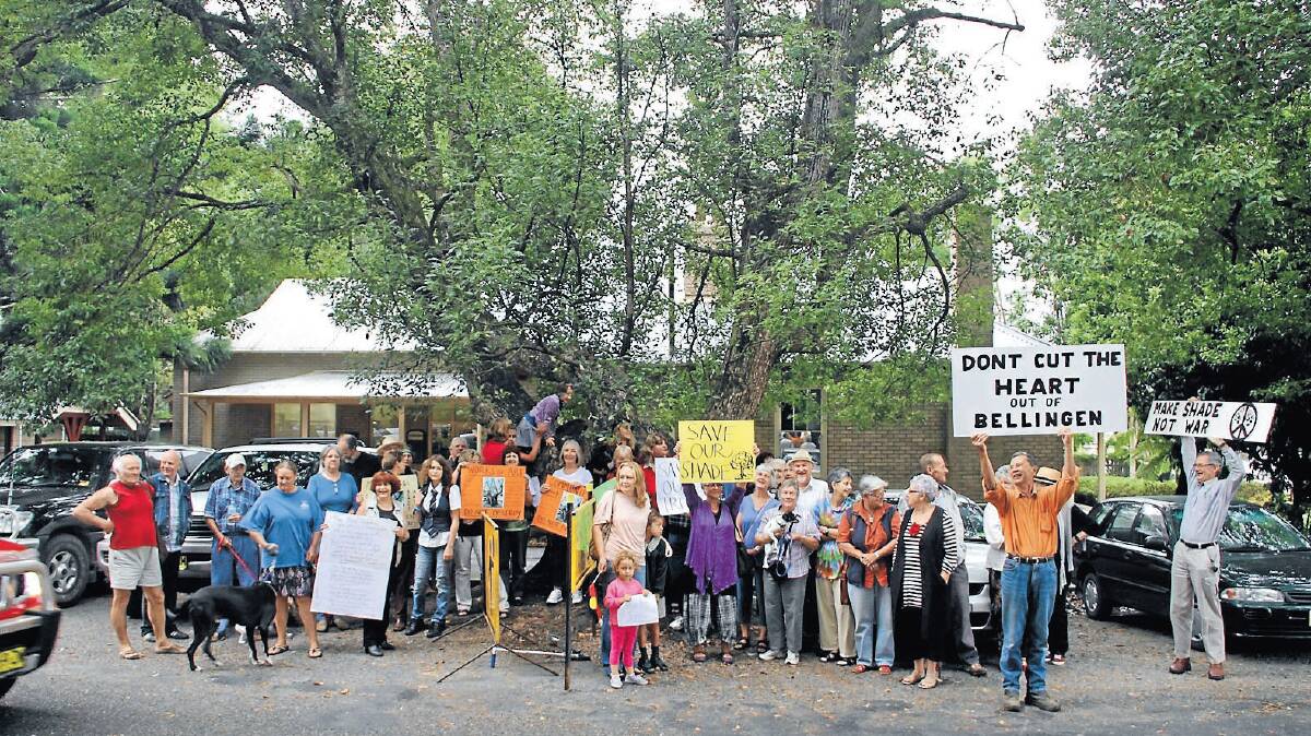 Heritage trees are on the chopping block
