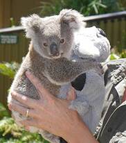 Green groups: The Great Koala Park is what is needed - now.
Image via www.koalapark.org.au