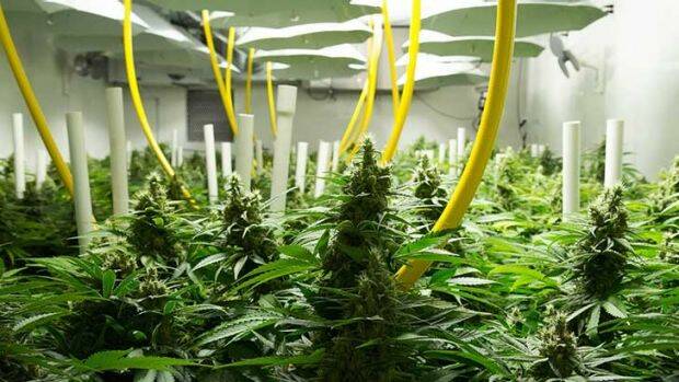 Medicinal cannabis trial now recruiting patients