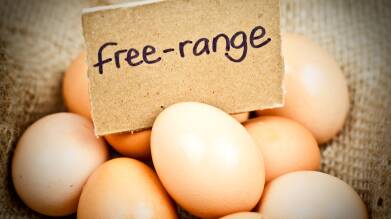 Farmers no longer walking on eggshells thanks to new free range labelling