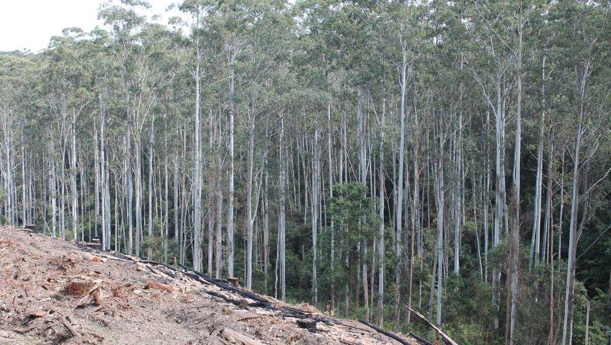 The Baird government's controversial land clearing laws, set to pass through NSW Parliament today (November 15).
