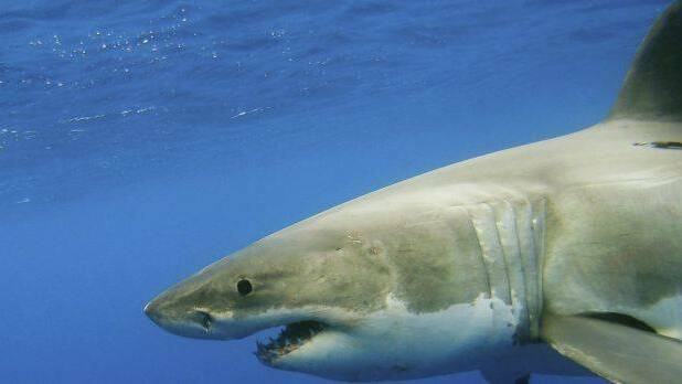 Shark nets should be hauled up for good on North Coast and beyond: Greens