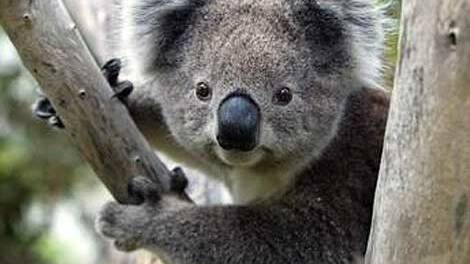 NEFA: “Stop Baird exterminating koalas”