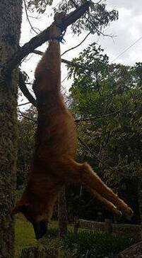 It was a disturbing sight for many, a dog carcass hung from a tree along Darkwood Rd, Thora last month.
