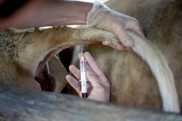 Animal health: collecting blood.