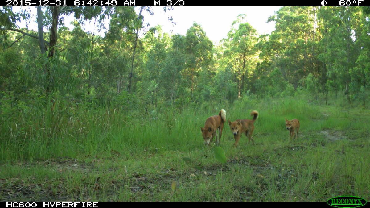 Wild dogs caught on surveillance camera.
