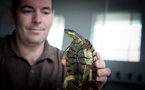 Dr Ricky Spencer with the Bellinger River Snapping Turtle. 