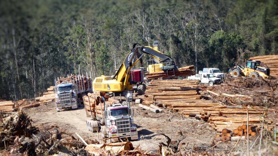Logging completed, spraying will be begin at Tarkeeth State Forest. Image via Tarkeeth Facebook page.
