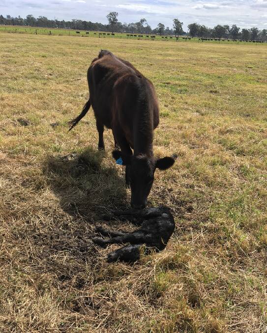 Cow with stillborn calf due to infection with Pestivirus.

