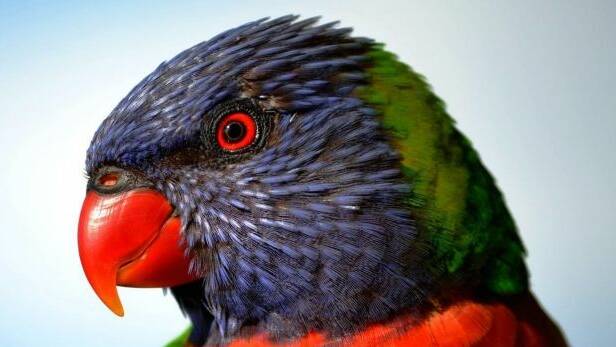 Rainbow lorikeet tops bird count