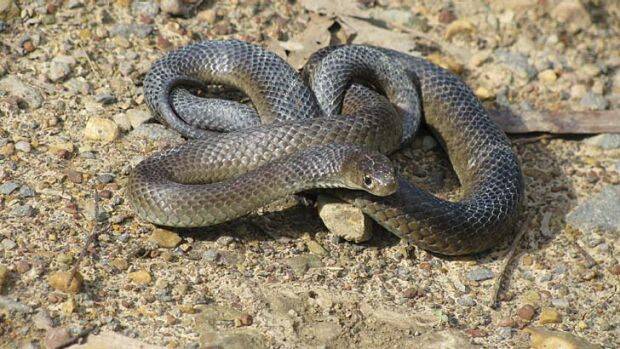 Deadly: Brown snakes cause the most deaths.

