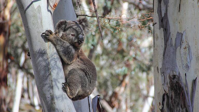 Volunteers invited to compete in local tree planting project to save koalas