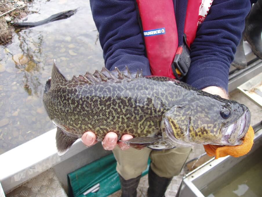 Captured eastern freshwater cod - tagged and measured prior to release.
