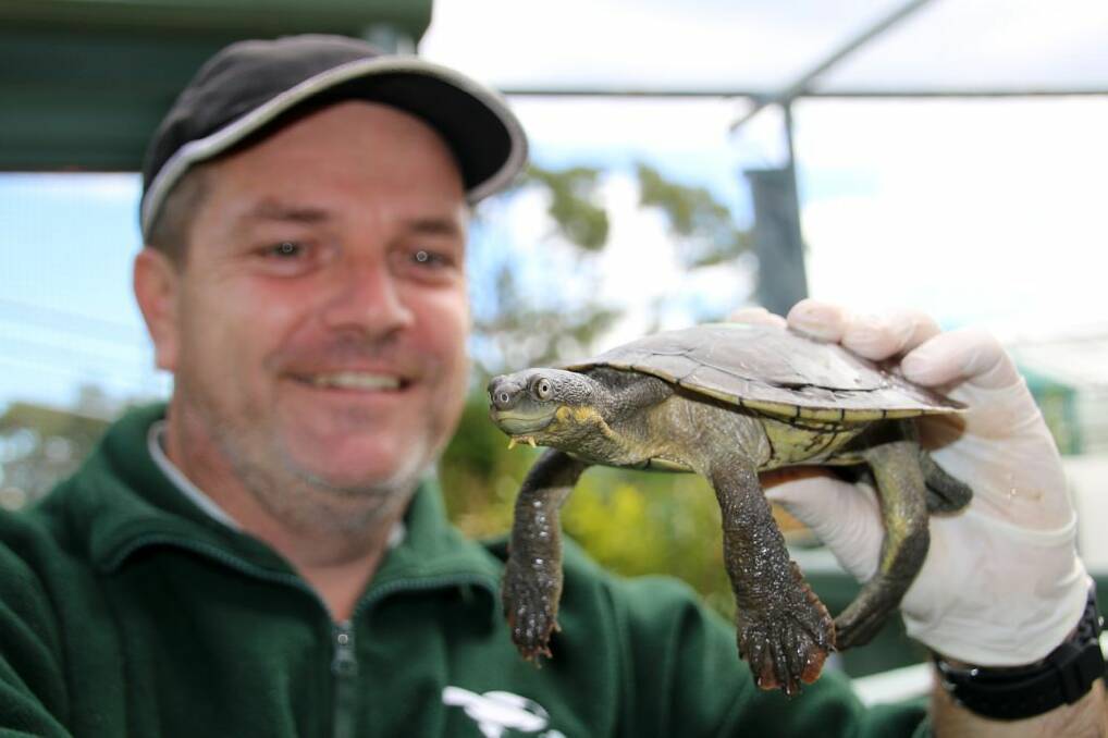 New hope for Bellingen’s endangered turtles