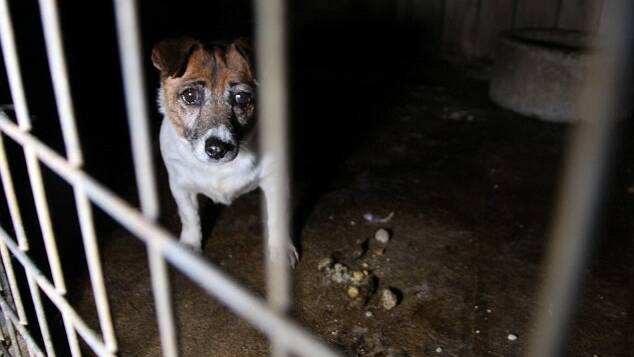 New campaign highlights shadowy world of puppy factory trading