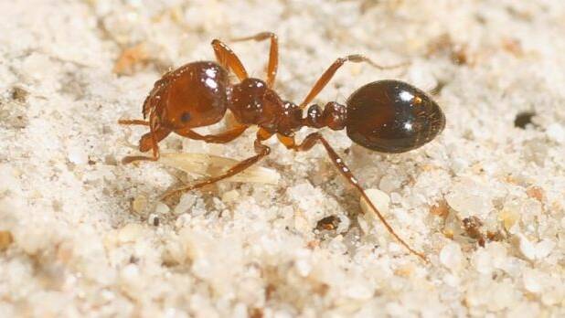 Report warns fire ant failure will cost economy billions
