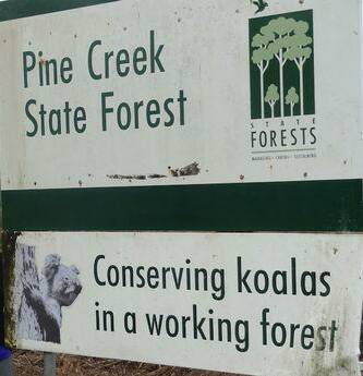 NEFA calls for “koala homes not logging zones”