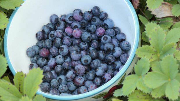 Council moves to regulate blueberry farming in Bellingen Shire