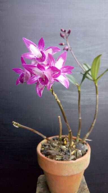 Orchid Dendrobium Cracker "Kay" produced by Norm Mitchell