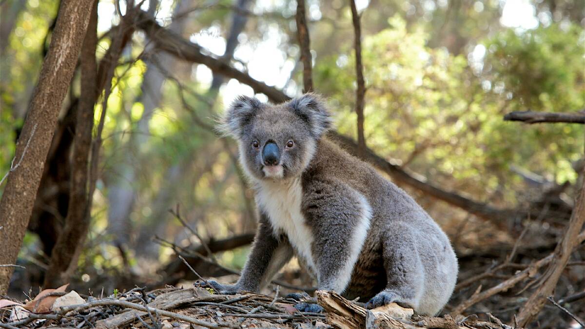 Picnic with koalas