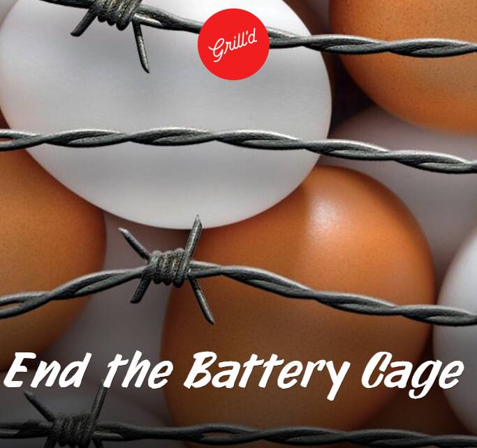 Cafes and restaurants can help battery hens