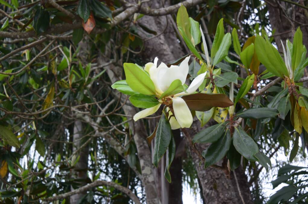 The White Magnolia blooming on Thursday November 9