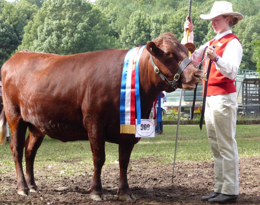 Winner: Alana McBaron won the Most Enthusiastic Parade award with prize-winning Red Poll cow Buggaree Emma.