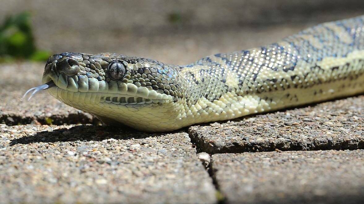 Not so venomous: The carpet python loves to sunbake. Photo: Ivan Sajko