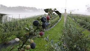 No decision yet: horticulture in rural areas