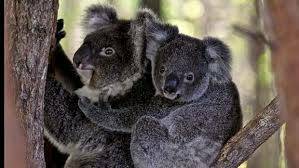 Call to halt logging in core koala habitat