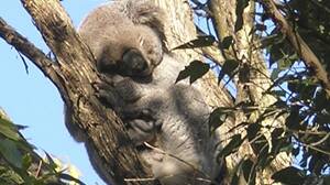 A koala sighted recently near Bellingen.