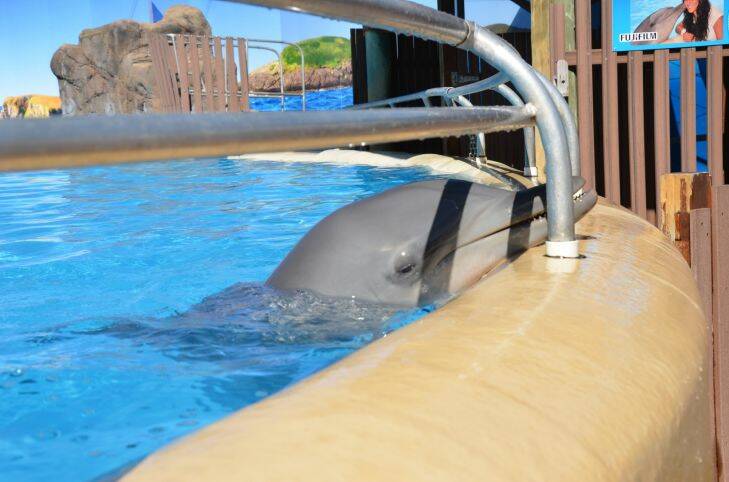 Dolphin park sued over animal cruelty allegations