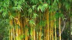 A call to locally farm bamboo 