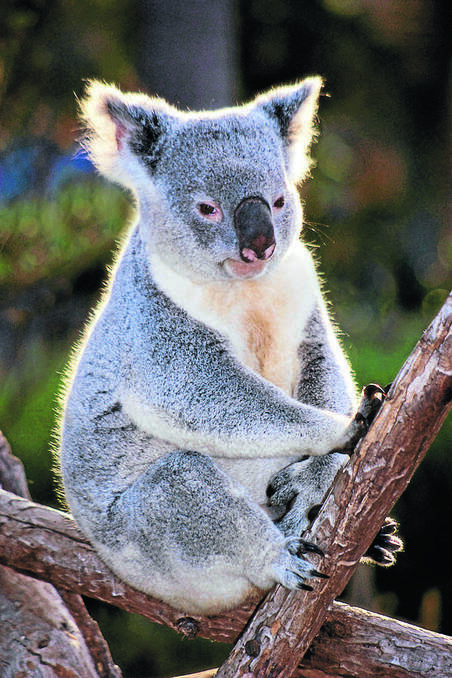 The Great Koala debate