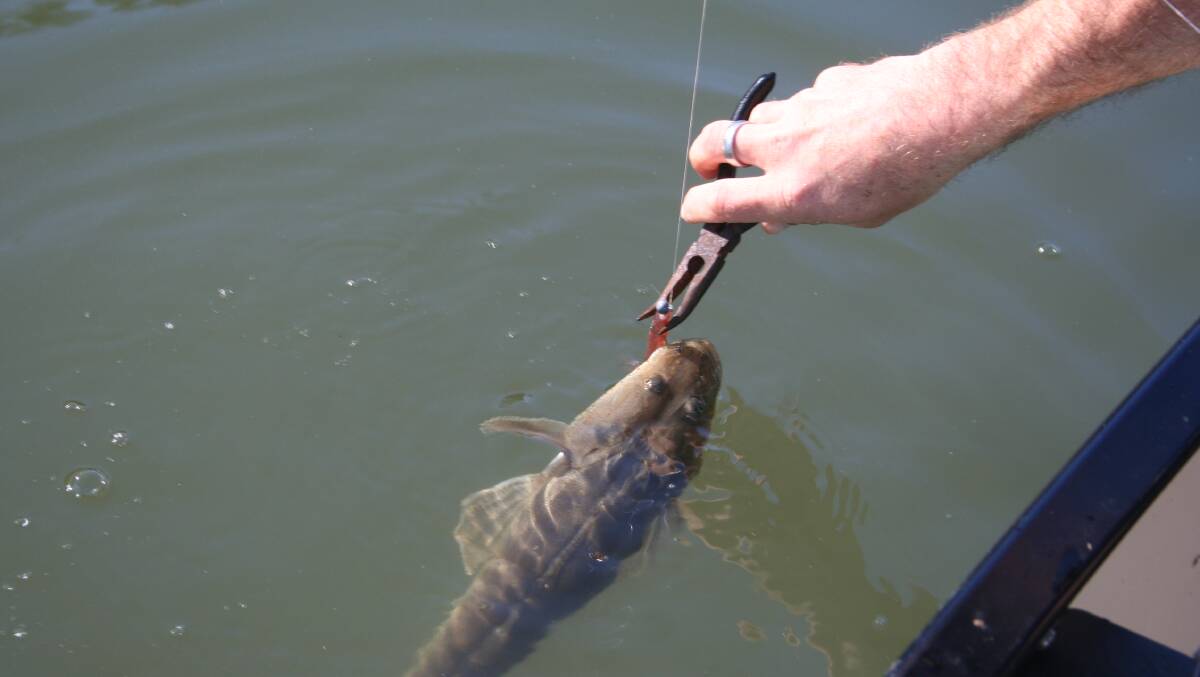 Pliers being used to remove the hook from a dusky flathead

