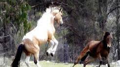 Save the Brumbies 